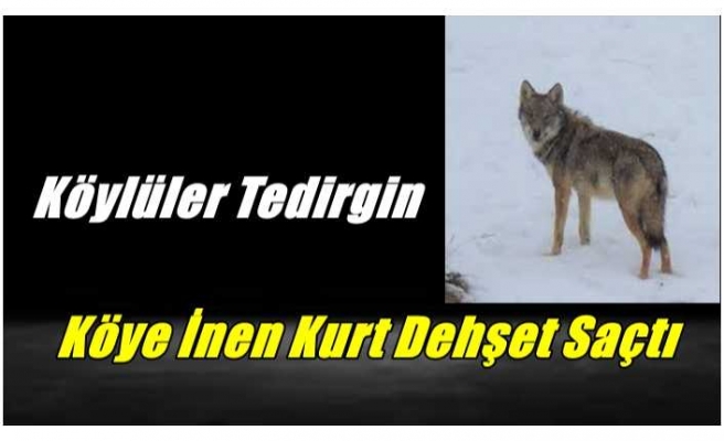 Ağrı'da Köye İnen Kurt Dehşet Saçtı