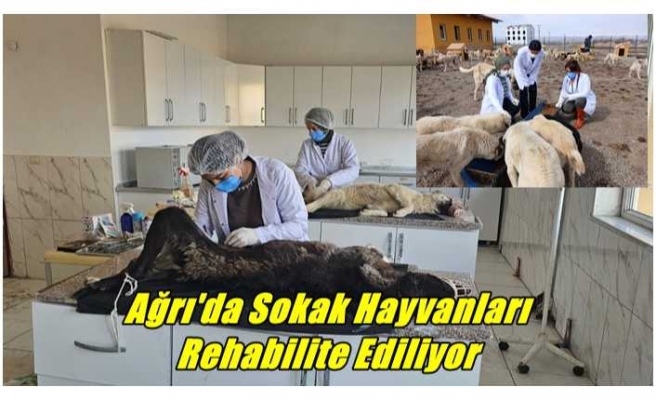 Ağrı'da Sokak Hayvanları Rehabilite Ediliyor