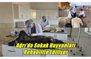 Ağrı'da Sokak Hayvanları Rehabilite Ediliyor